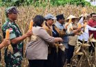Panen Raya Jagung Nasional di Keerom, Danramil Arso: TNI Siap Kawal Program Ketahanan Pangan